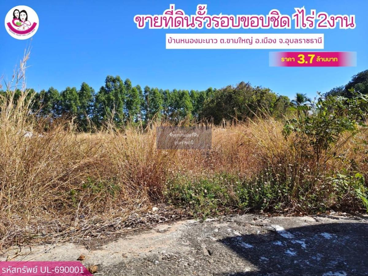 ขายที่ดินแปลงสวยติดถนนลาดยางบ้านหนองมะนาว