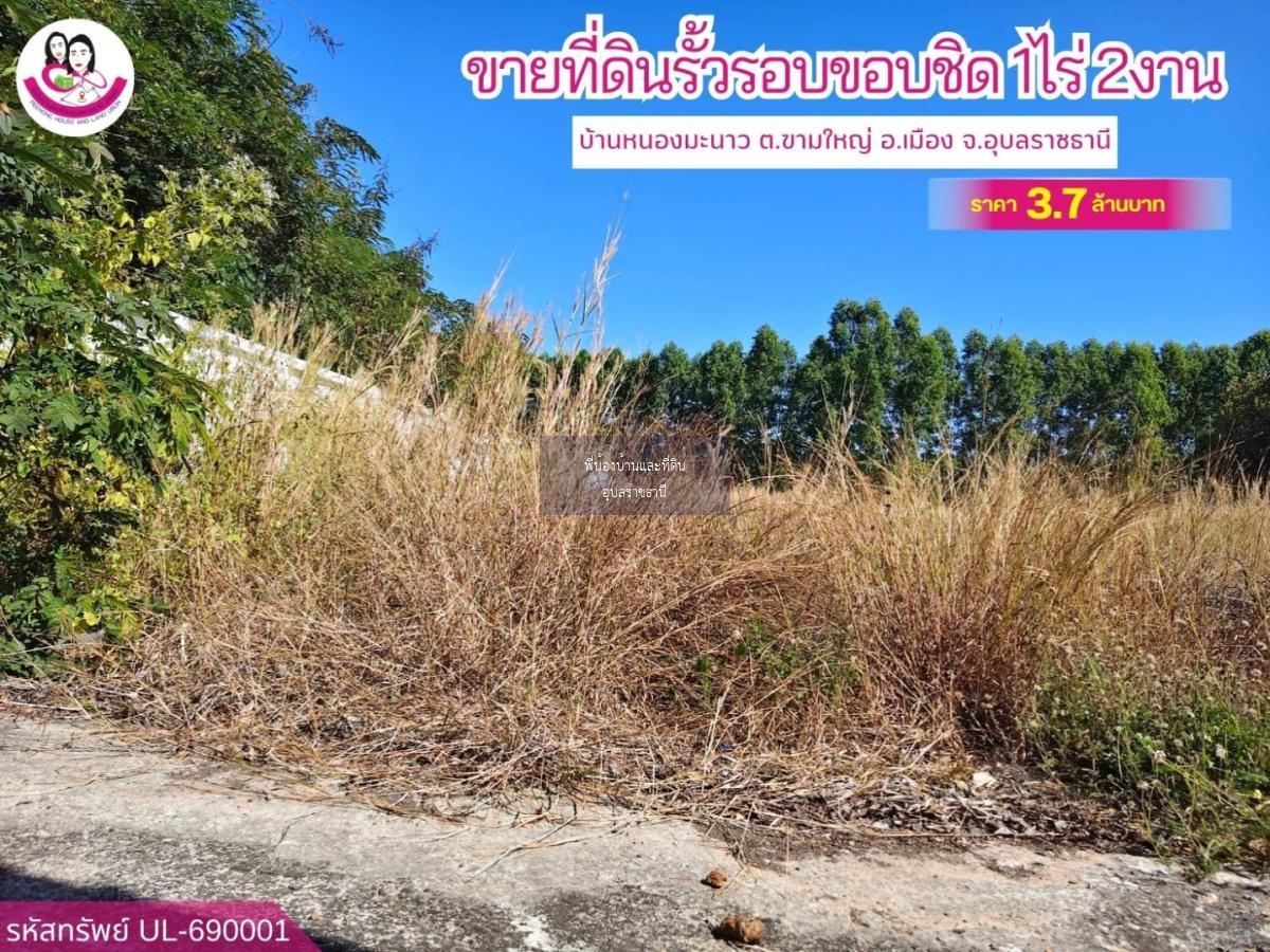 ขายที่ดินแปลงสวยติดถนนลาดยางบ้านหนองมะนาว